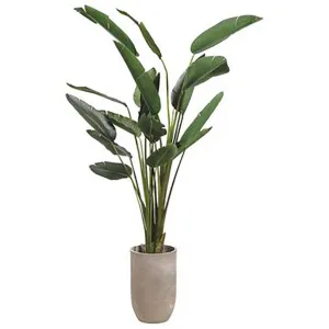 Birds Of Paradise in Planter, 8ft