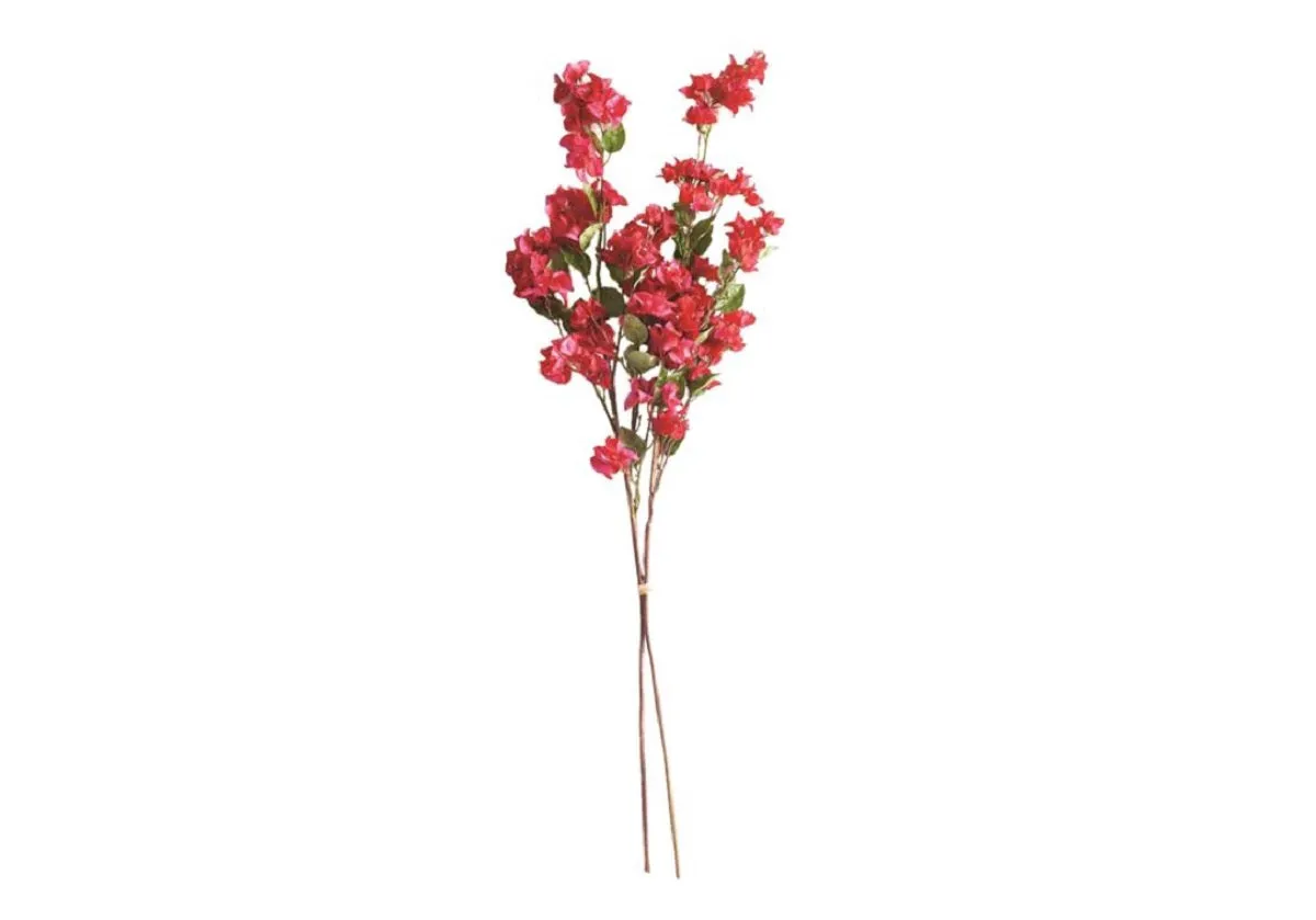 BOUGAINVILLEA STEMS
